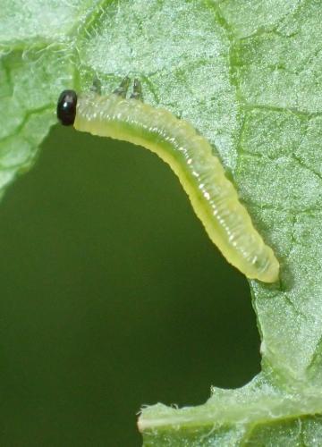 Réf. 183 873 : Pristiphora appendiculata